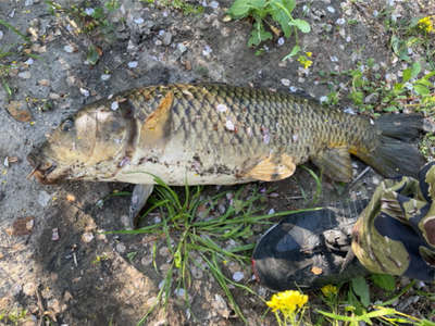 ノッコミ鯉釣り