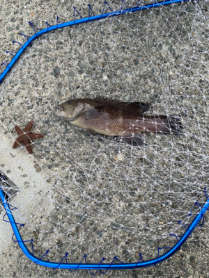 カレイ狙いでしたが、まさかの！！