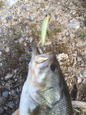 サイズは伸びず