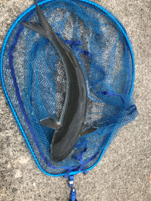 青物情報あったので