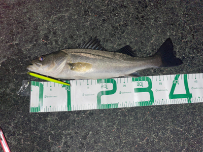 シーバス入れ食い