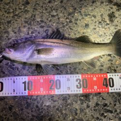 今年初バチ抜け