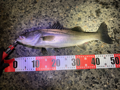 今年初バチ抜け