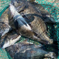 春ののっこみチヌ快調〜