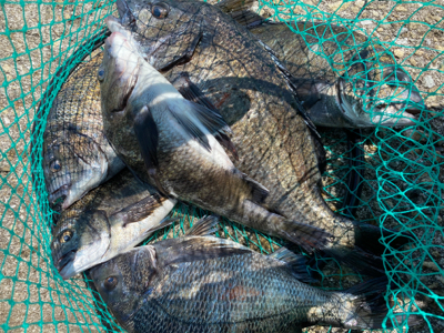 春ののっこみチヌ快調〜