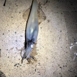 まだいました！