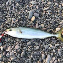 ナブラ打ち！メジロゲット！！