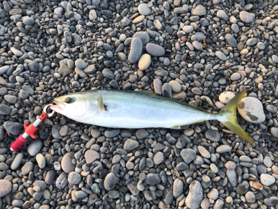 ナブラ打ち！メジロゲット！！