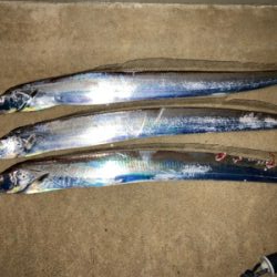 堤防タチウオで、竿頭!!