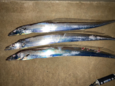 堤防タチウオで、竿頭！！