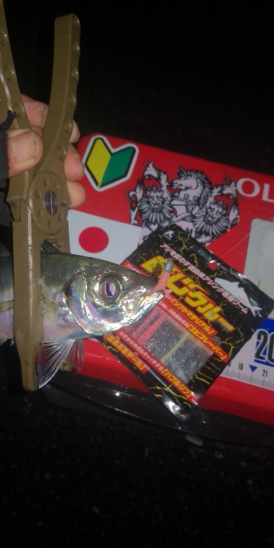 アジング練習 277