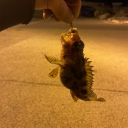 久しぶりのメバリング