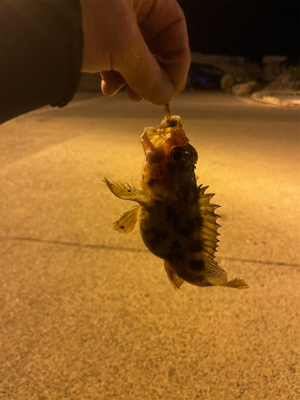 久しぶりのメバリング