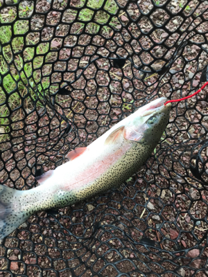 いきなりトラウト