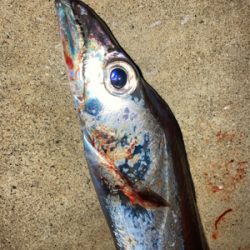 仕事帰りに、タチウオとボラ