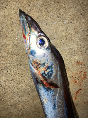 仕事帰りに、タチウオとボラ