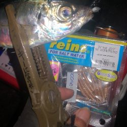 アジング練習 278