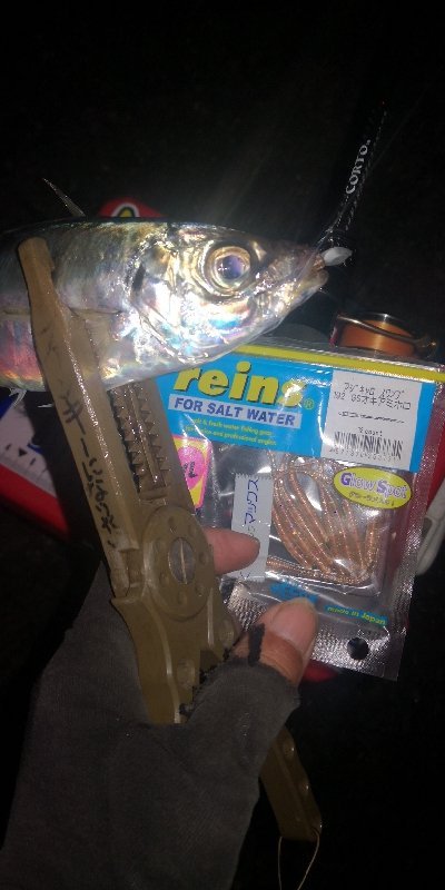 アジング練習 278