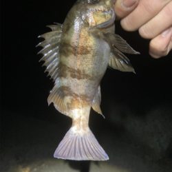 メバルサイズアップ