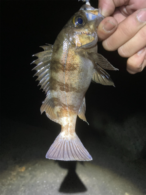 メバルサイズアップ