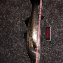 10ヶ月ぶりのバチfish