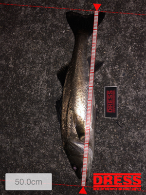 10ヶ月ぶりのバチfish