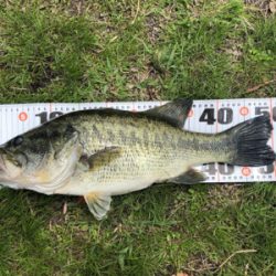 スピニング5ポンドラインでまさかの50アップ