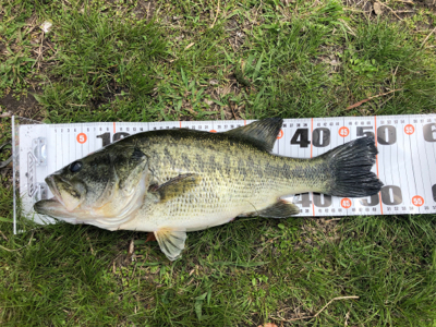 スピニング5ポンドラインでまさかの50アッ…