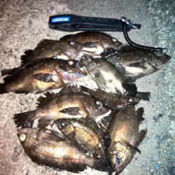 虫ヘッドでメバル