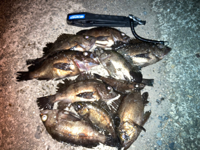 虫ヘッドでメバル