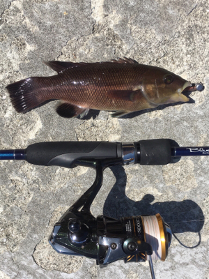 ライトタックルで餌釣り