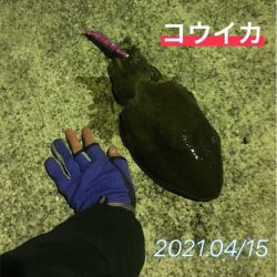 初3.5号エギでHIT！