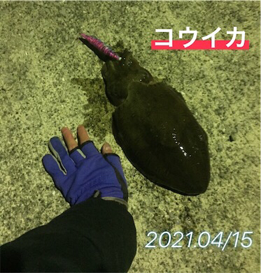 初3.5号エギでHIT！