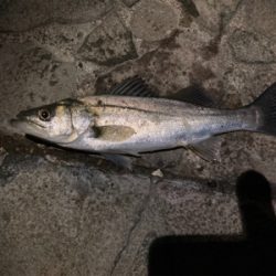 シーバスフィッシング