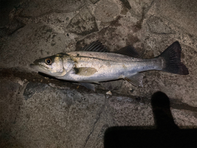 シーバスフィッシング