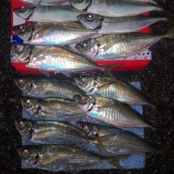 アジング練習　279