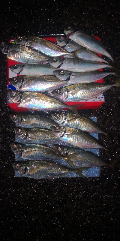 アジング練習　279