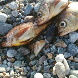 メバル3匹。小カサゴ1匹。