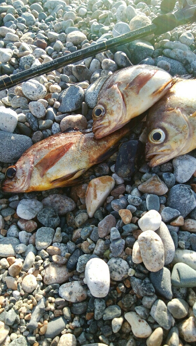 メバル3匹。小カサゴ1匹。