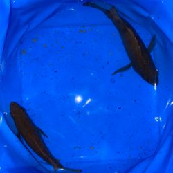 久しぶりのメバリング