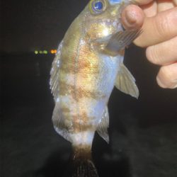 Fシステムおもろい!