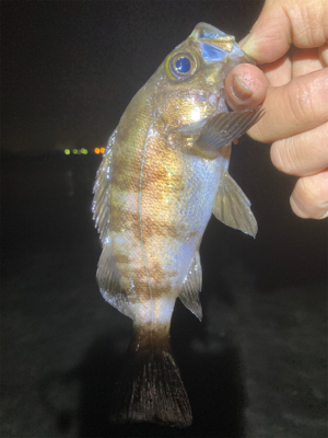 Fシステムおもろい!