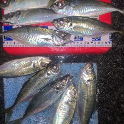 アジング練習　280　MOZU ワーム