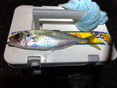 久々のナイスサイズ