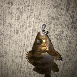 久しぶりの釣り