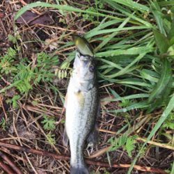 久しぶりのバス