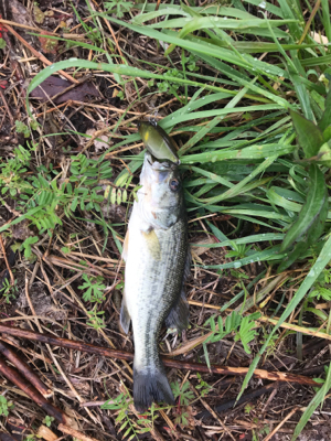 久しぶりのバス