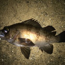 2021ライトゲーム第11戦