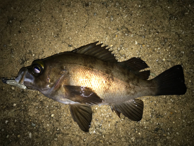 2021ライトゲーム第11戦