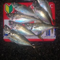 アジング練習　281 ABU スローテーパーロッド